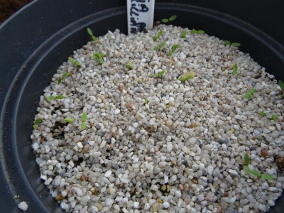 Aronia arbutifolia Germination März 2019.JPG