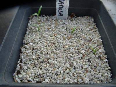 Adonis ramosa Germination März 2019.JPG