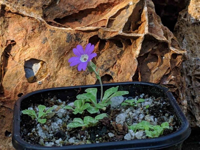 Primula kialensis 30.03.19.jpg