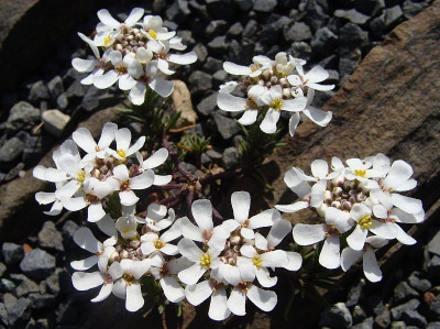 Iberis pruittii.jpg