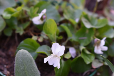 wespe tulpe weißes viola 010.JPG