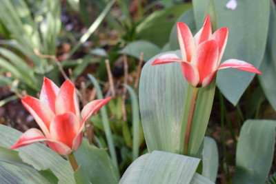 wespe tulpe weißes viola 007.JPG