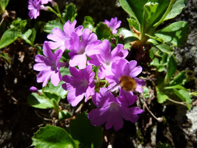 P1070633.JPG