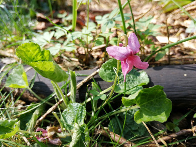 IMG_20190330_114901_viola_odorata_rosa.jpg