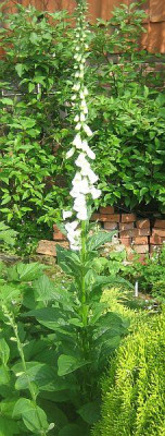 Digitalis_purpurea_wei_2.jpg