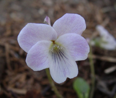 Viola eizanensis.jpg