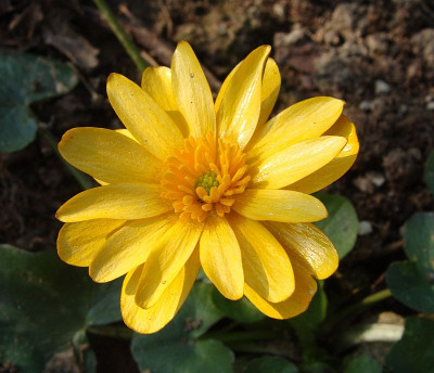 Ficaria Orangette.jpg