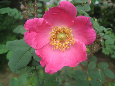 Rosa_Highdowniensis_51061.jpg