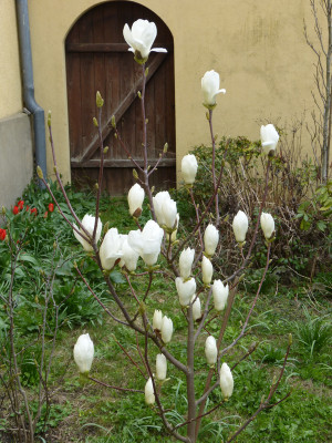 2019-03-31 Magnolia 'Double Diamond'.jpg