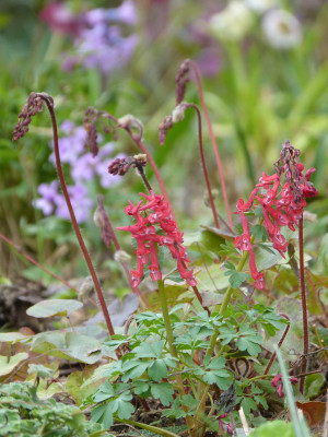 2019-03-31 Gartenimpressionen 3.jpg