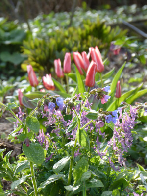 2019-03-31 Gartenimpressionen 4.jpg