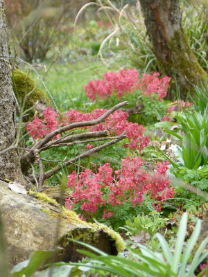 2019-03-31 Corydalis solida 'G. P. Baker'.jpg