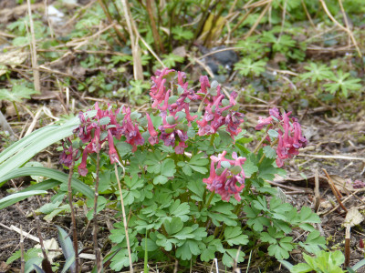 2019-03-31 Corydalis solida 'Prasil Strain'.jpg