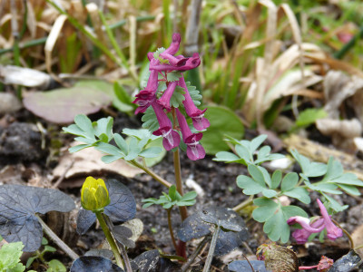 2019-03-31 Corydalis solida 'Purple Beauty'.jpg