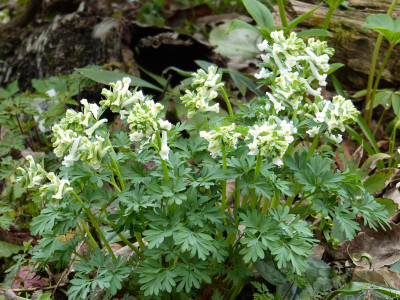 2019-03-31 Corydalis solida 'White Knight'.jpg