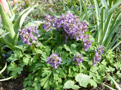 2019-03-31 Corydalis solida.jpg