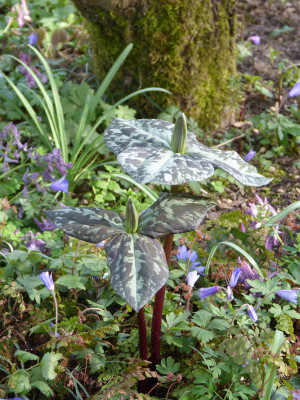 2019-03-31 Trillium cuneatum.jpg