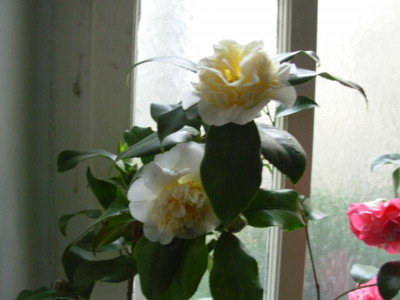 51a`Jurys Yellow.JPG