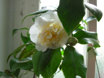 51b `Jurys Yellow´.JPG