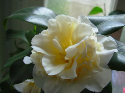 51c `Jurys Yellow´.JPG