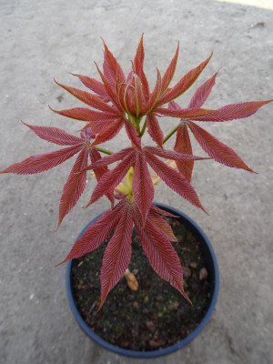 Aesculus x neglecta Sämling März 2019.JPG
