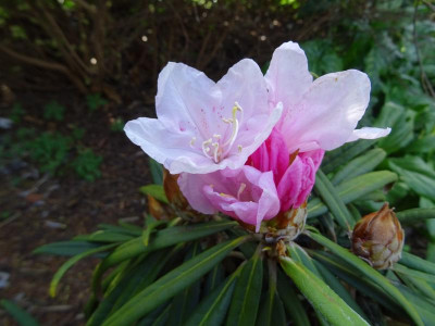 Rhododendron makinoi März 2019.JPG