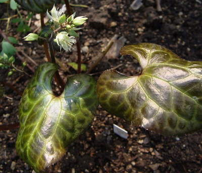 Beesia calthifolia.jpg