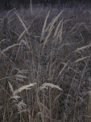 Kernschneise Gräser-1.JPG