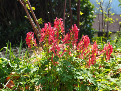Corydalis solida rot lerchenzorn P4010378.JPG