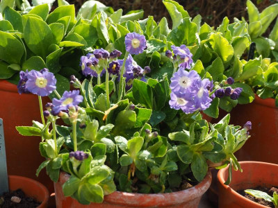 Primula Auricula Border 'Wedgwood' P4010383.JPG