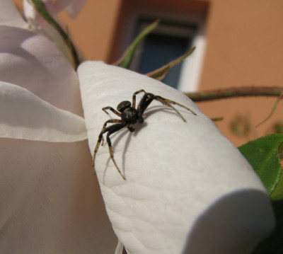Spinne_1.jpg