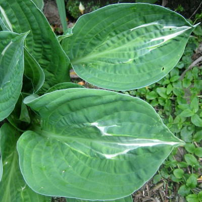 Hosta_Striptease_51241.jpg