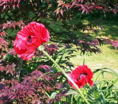 Papaver_orientale_bei_Acer_10012.jpg