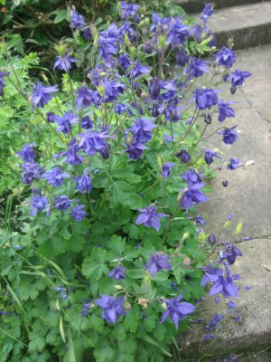 Aquilegia_vulgaris_5122_r1.jpg