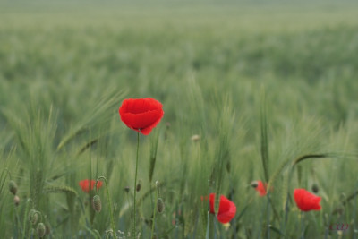 comp_Mohn_im_Feld.jpg