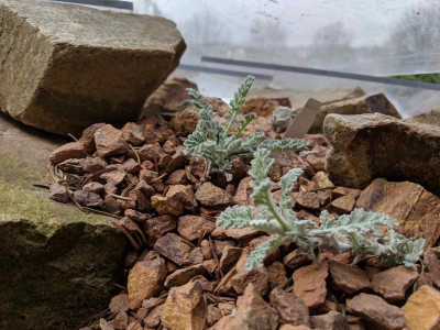 Pyrethrum leontopodium 31.03.19.jpg