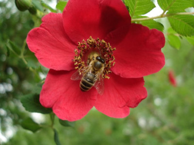 Neu_Wildrose_rot_Biene_1401_088.jpg