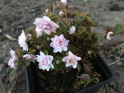 2019 04 Anemonella thalictroides Merijam.jpg
