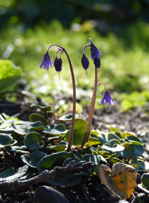 2019-04-01 Soldanella montana.jpg