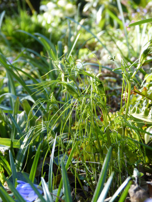 2019-04-01 Lathyrus vernus 'Fino Fino'.jpg