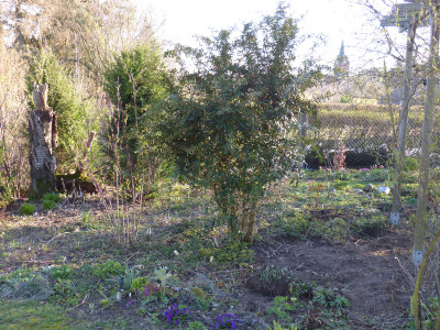 2019-04-01 Berberis julianae.jpg