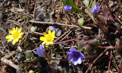 Ranunculus 'Brazen Huzzy'.jpg