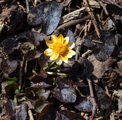 Ranunculus 'Coppernob'.jpg
