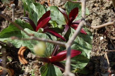 Trillium kurabayashi.jpg