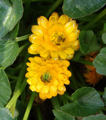 Ficaria Nariane19.jpg