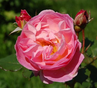Nymphenburg_HS_5654_88.jpg