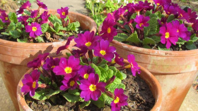 Primula J-H Wandas.jpg