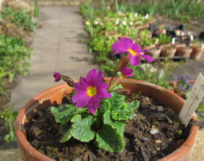 Primula J-H alte.jpg