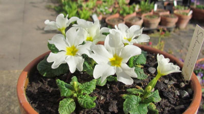 Primula J-H Schneeriesin.jpg