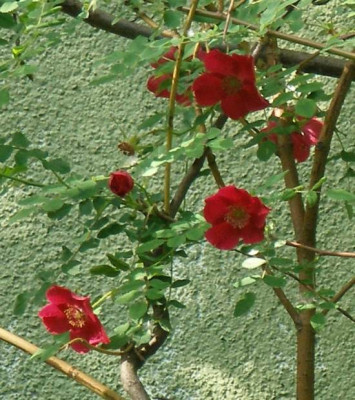 rosa_moyesii_2007-05-21.jpg